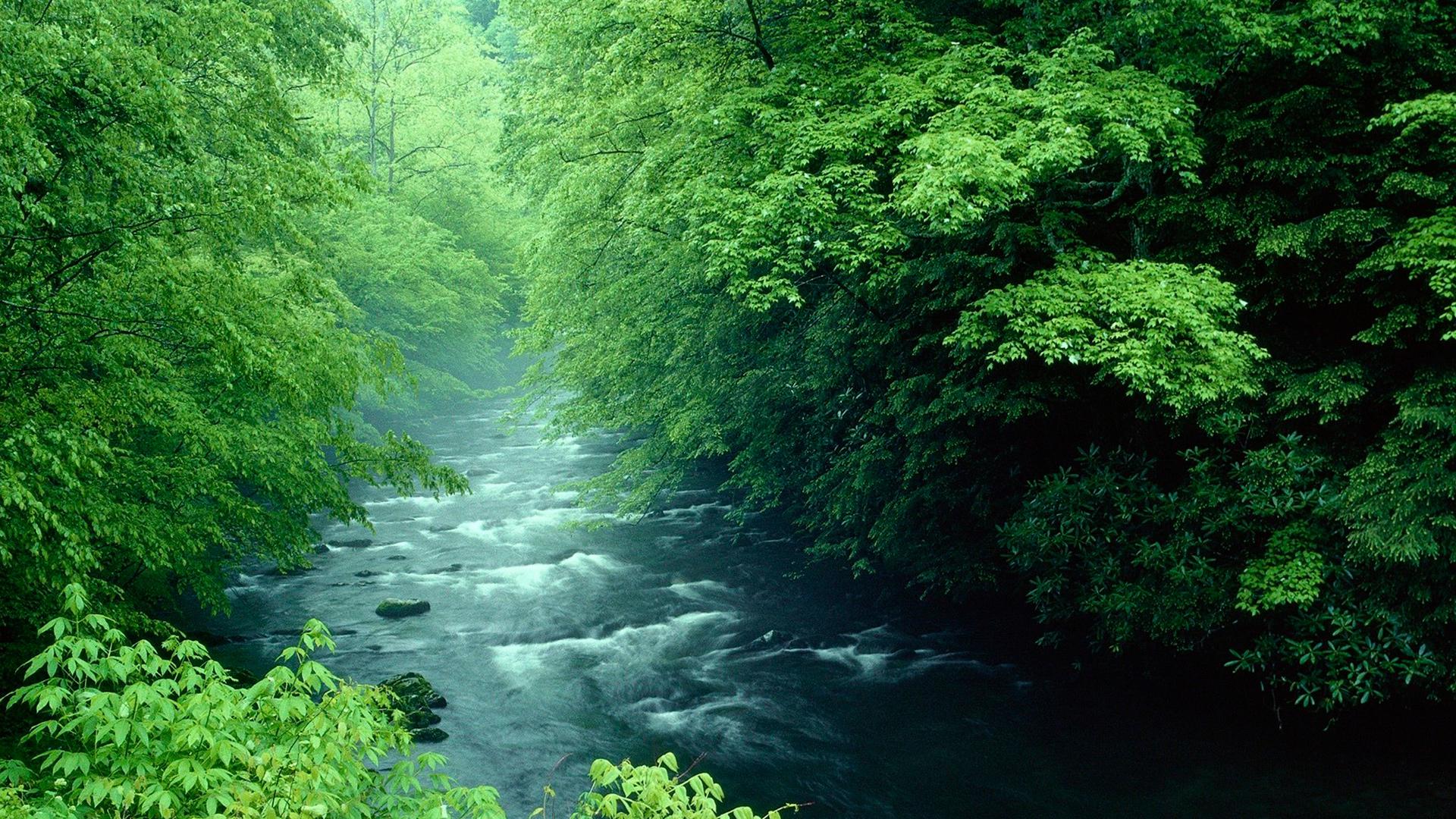 Река протекает через озеро. Самурский национальный парк. Самурский лес озеро. Самурский лес и река. Национальный парк Теннеси.